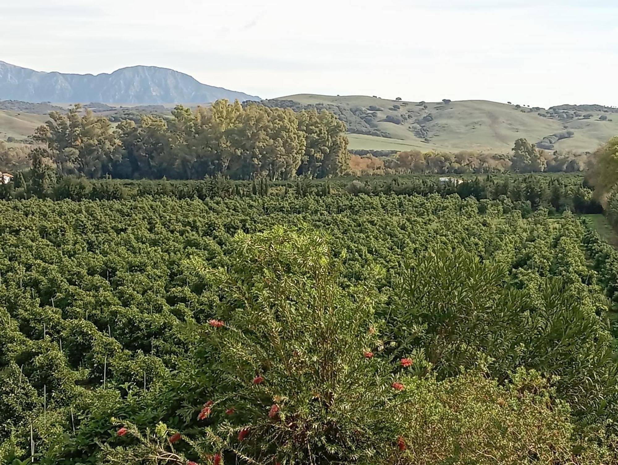 Los Dos Cedros San Pablo Dış mekan fotoğraf